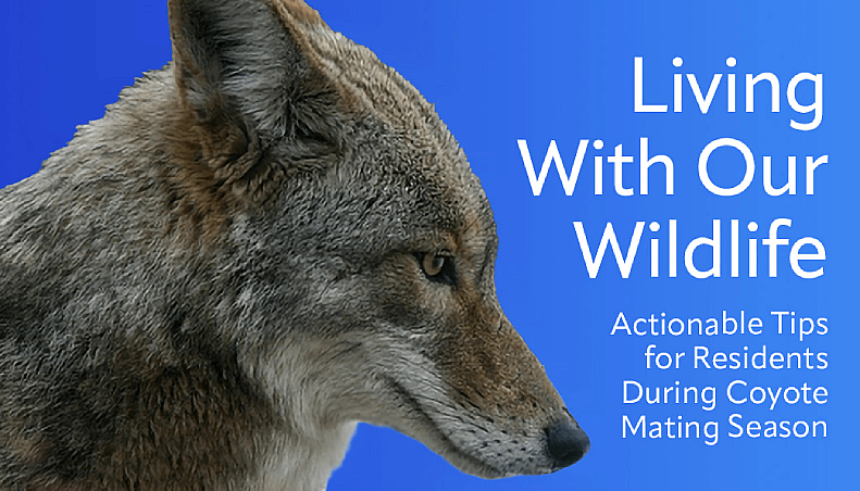 "Living With Our Wildlife" Actionable Tips for Residents During Coyote Mating Season