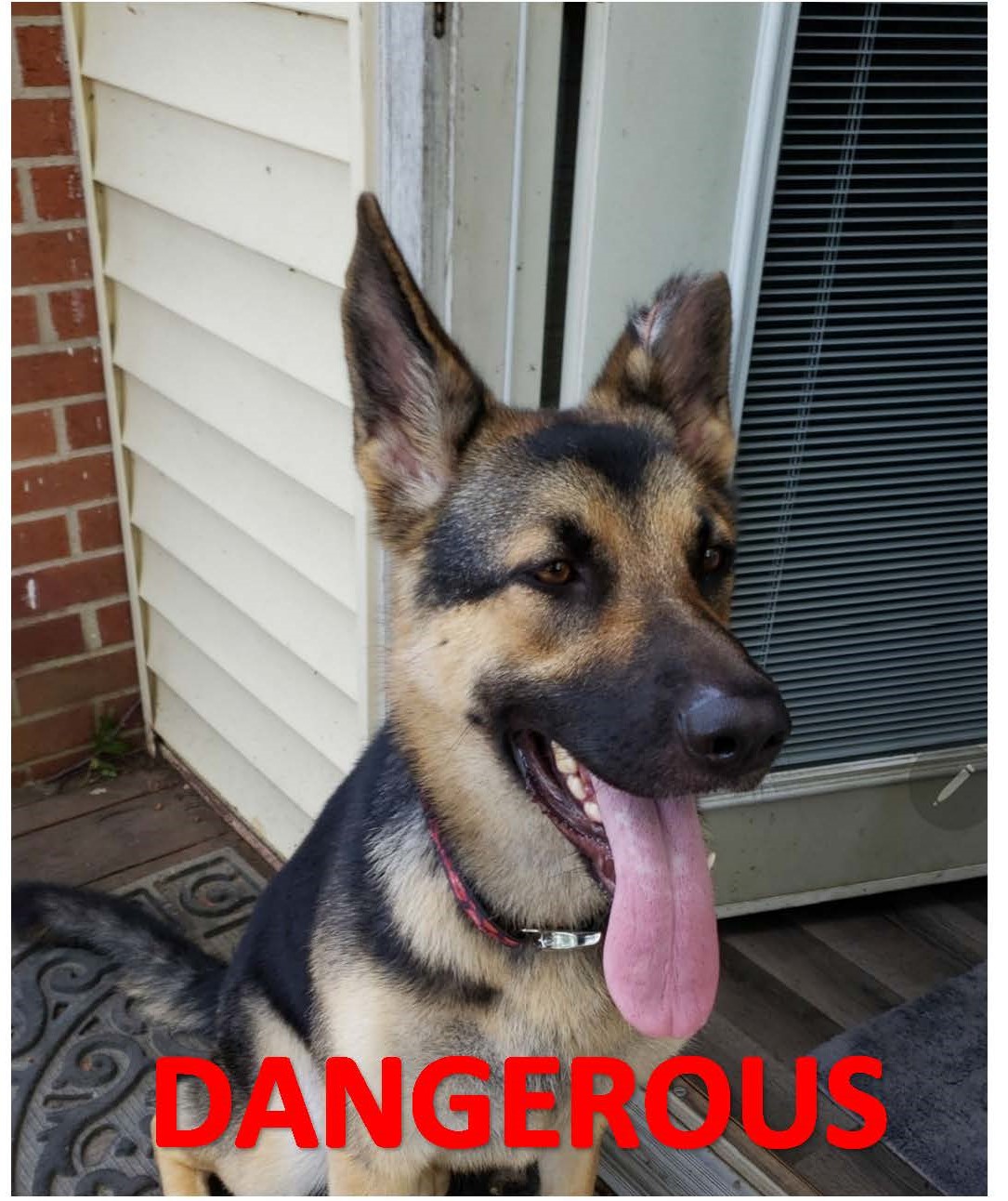Designated Dogs Designated Dogs